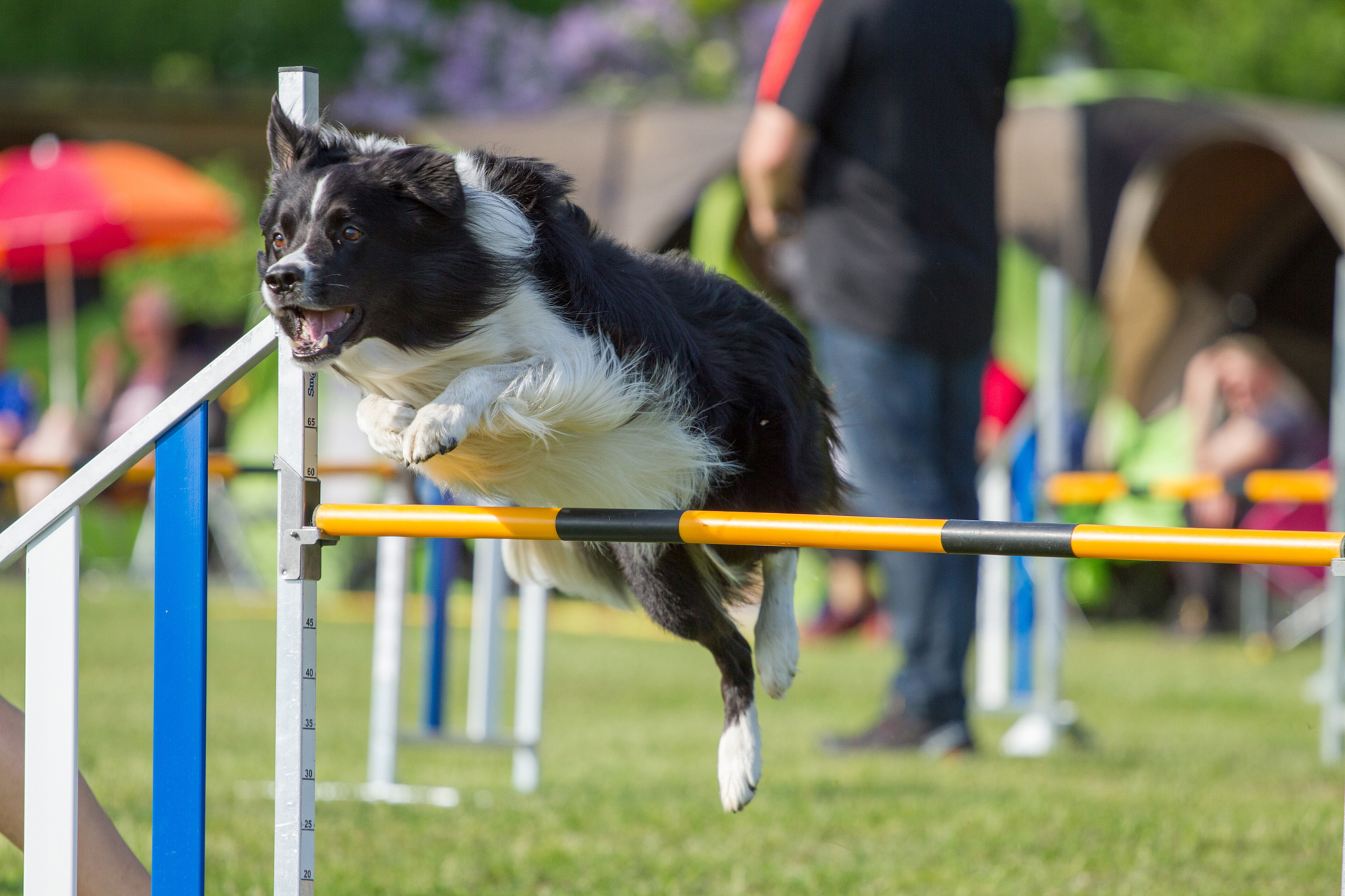 Border collie