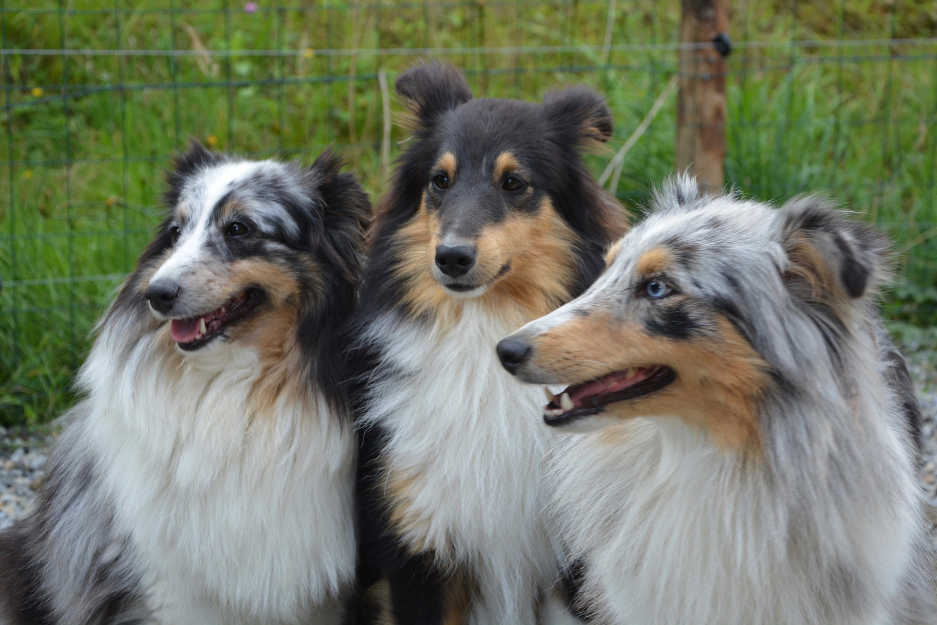Collies