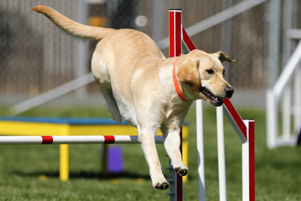 Labrador