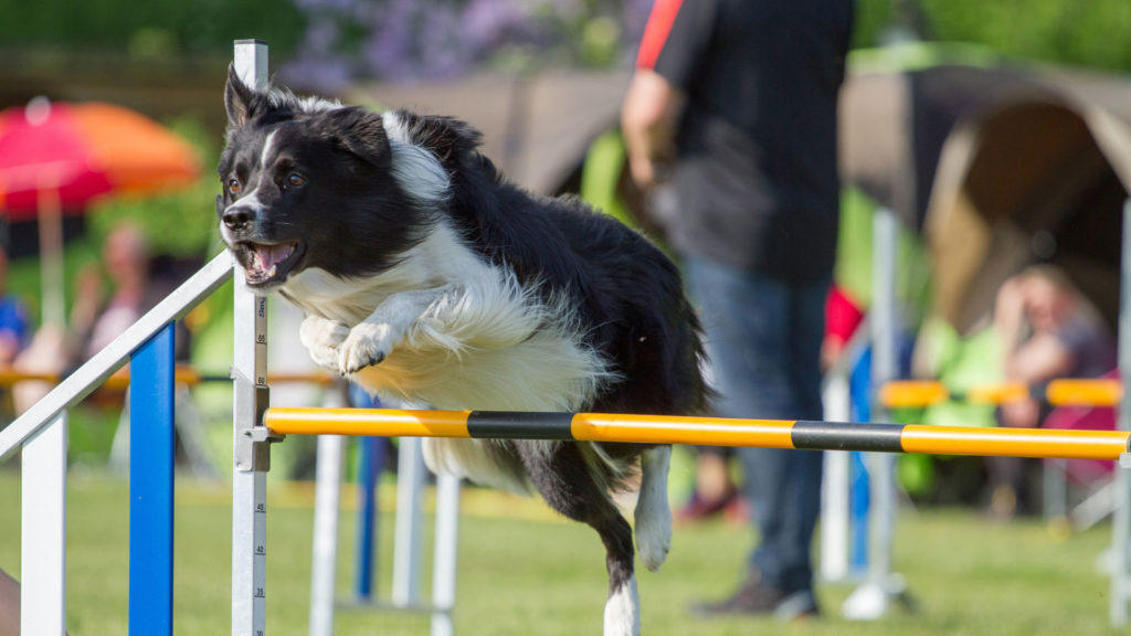 Agility avec border collie