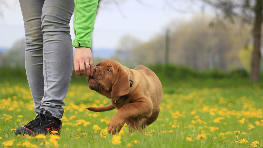 Education d'un chiot