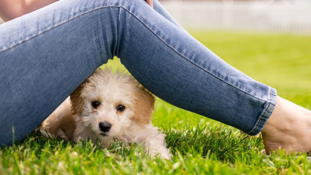 Chiot