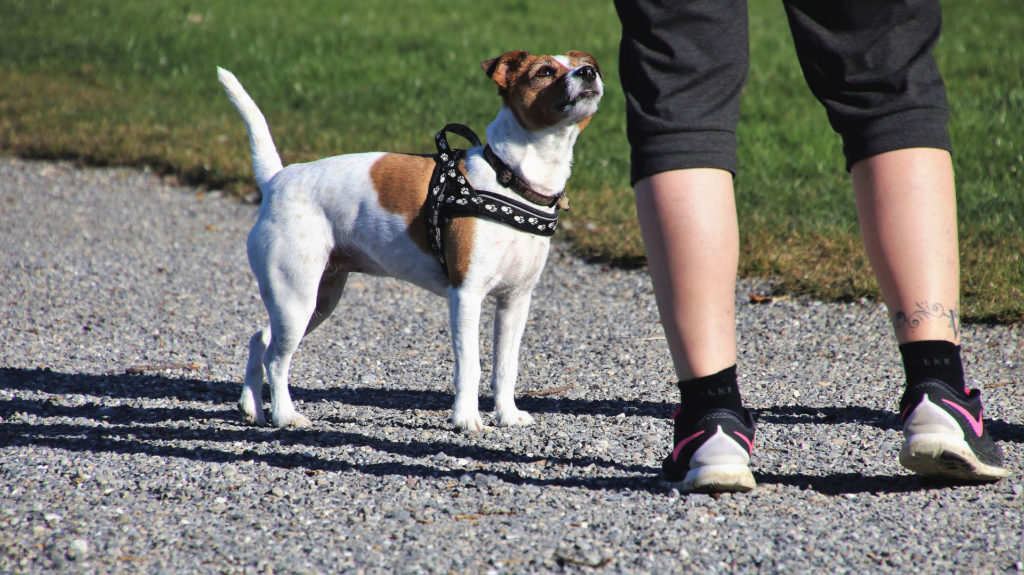 Jack russel