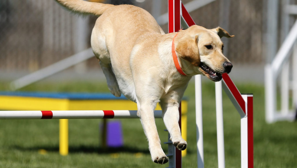 Agility avec labrador
