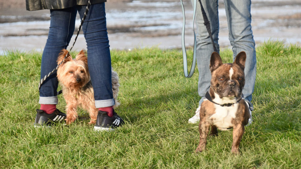 Promenade de deux chiens
