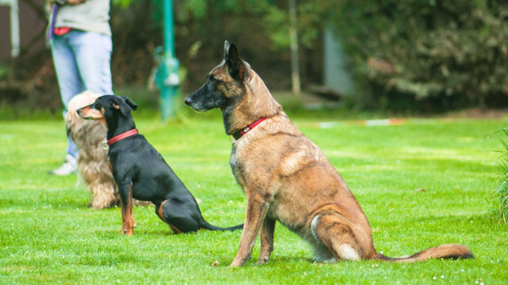 Chiens alignés
