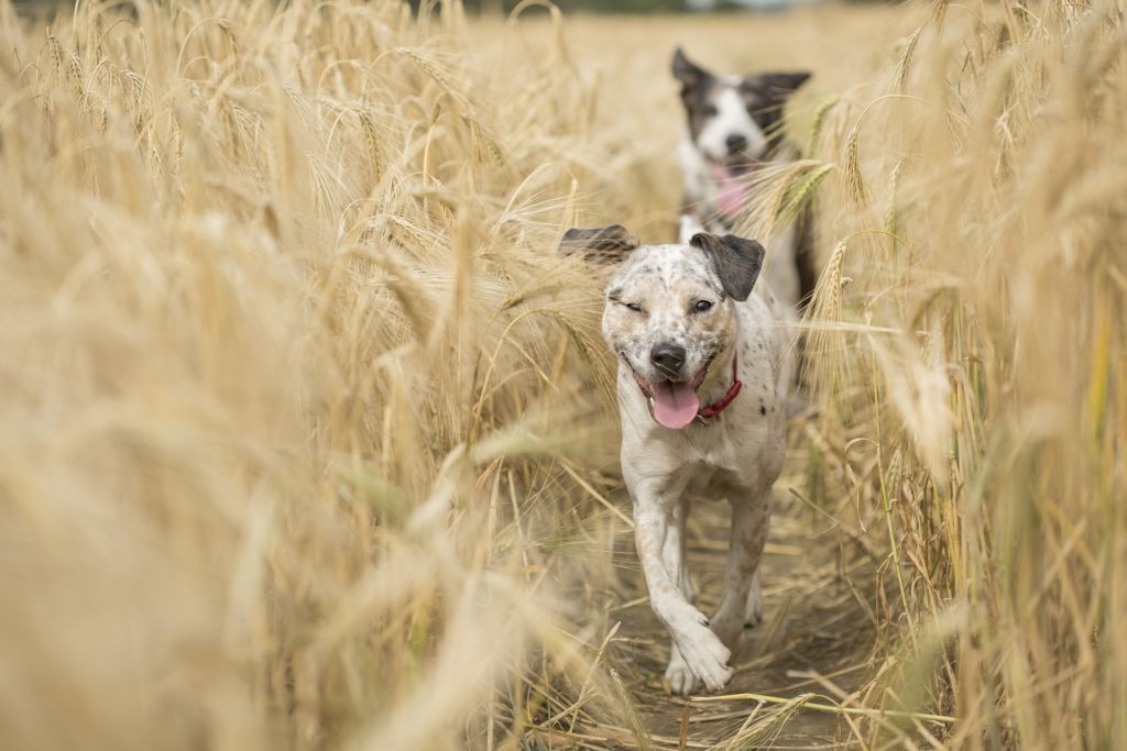 Deux chiens dans champ de blé